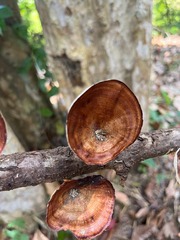 Microporus xanthopus