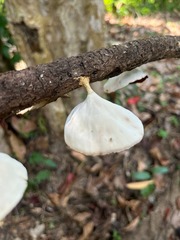 Microporus xanthopus