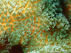Pocillopora aliciae