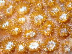 Plesiastrea versipora