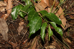 Gynochthodes jasminoides