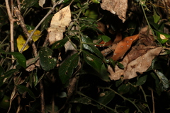 Citrus australis