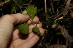 Citrus australis
