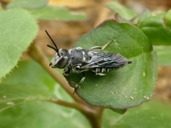 Coelioxys
