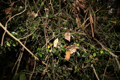 Citrus australis