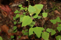 Homalanthus stillingiifolius