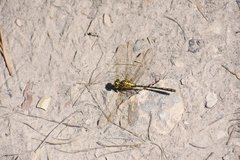 Austrogomphus guerini