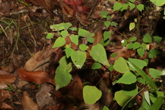 Homalanthus stillingiifolius