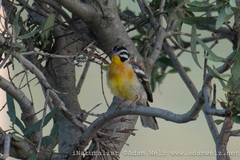 Emberiza flaviventris