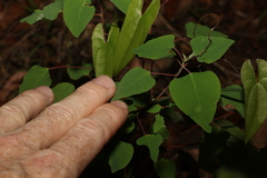 Homalanthus stillingiifolius