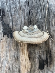 Gloeophyllum striatum