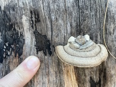 Gloeophyllum striatum