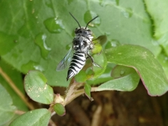 Coelioxys
