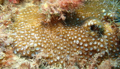 Plesiastrea versipora