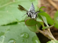 Coelioxys
