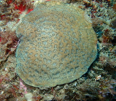 Coscinaraea mcneilli