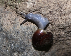 Glyptostoma gabrielense