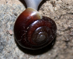 Glyptostoma gabrielense