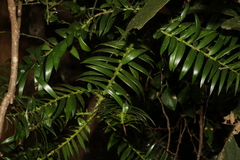 Araucaria bidwillii
