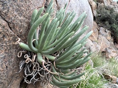 Dudleya edulis