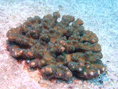 Pocillopora aliciae