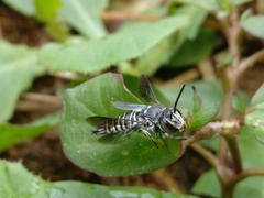 Coelioxys