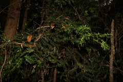 Araucaria bidwillii