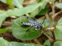 Coelioxys