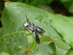 Coelioxys