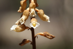 Gastrodia procera