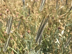 Dichanthium sericeum