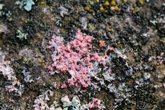 Erythricium aurantiacum