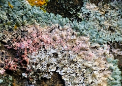 Erythricium aurantiacum