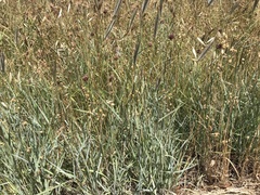 Dichanthium sericeum