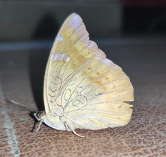 Euthalia aconthea