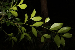 Psydrax odorata odorata