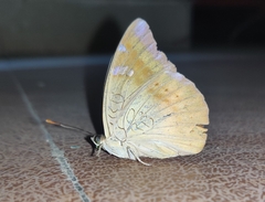 Euthalia aconthea