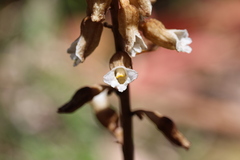 Gastrodia procera