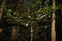 Psydrax odorata odorata