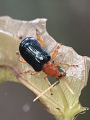 Lemini