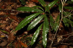 Beilschmiedia obtusifolia
