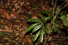 Beilschmiedia obtusifolia