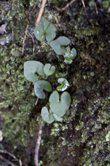 Acianthus sinclairii