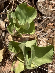 Mirabilis multiflora