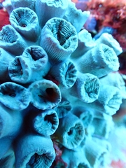 Tubastraea coccinea
