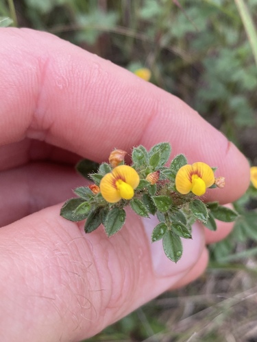 Stylosanthes scabra