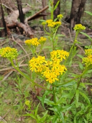 Senecio linearifolius