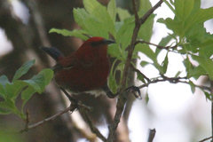 Himatione sanguinea