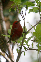 Himatione sanguinea