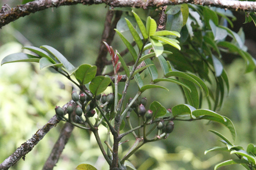 Polyscias waialealae observed 2022-12-26